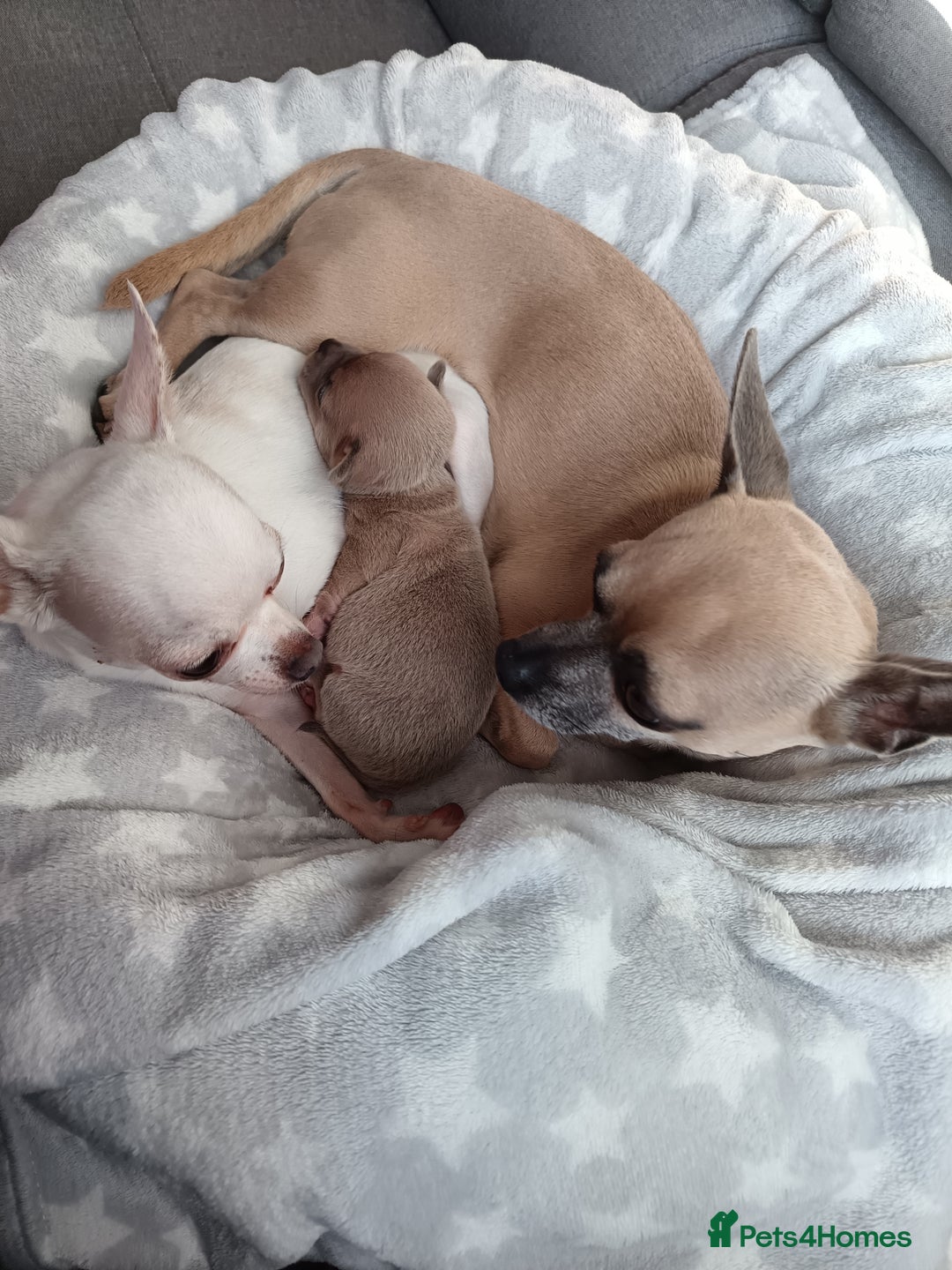 Chihuahua dogs for sale: Chihuahua boy 💙 - Advert 15