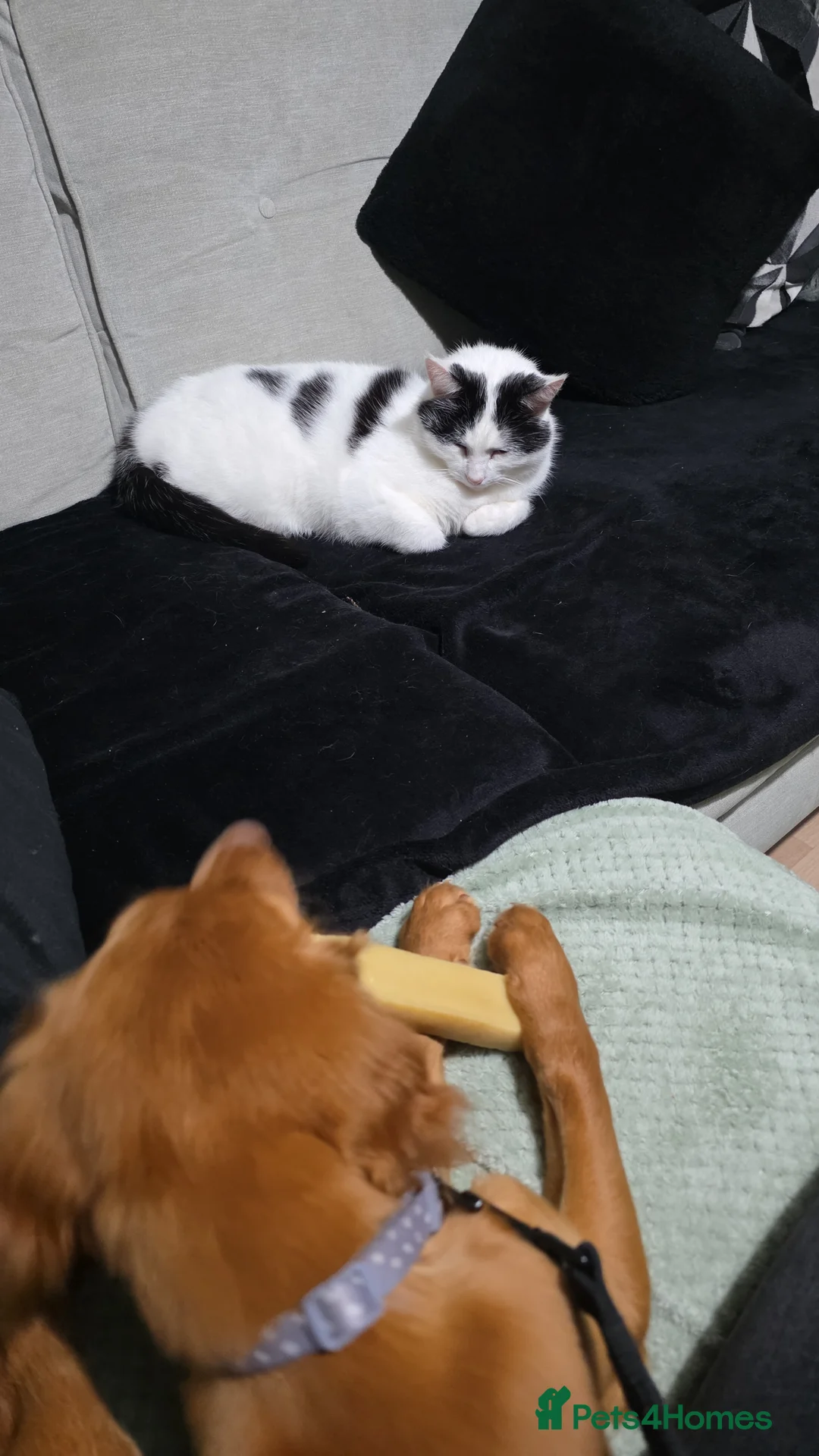 Cocker Spaniel dogs for sale: 15 week old cocker spaniel pup - Advert 2