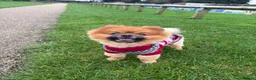 Pomeranian dogs for stud: KC registered Pomeranian Kobi for stud - Advert 2