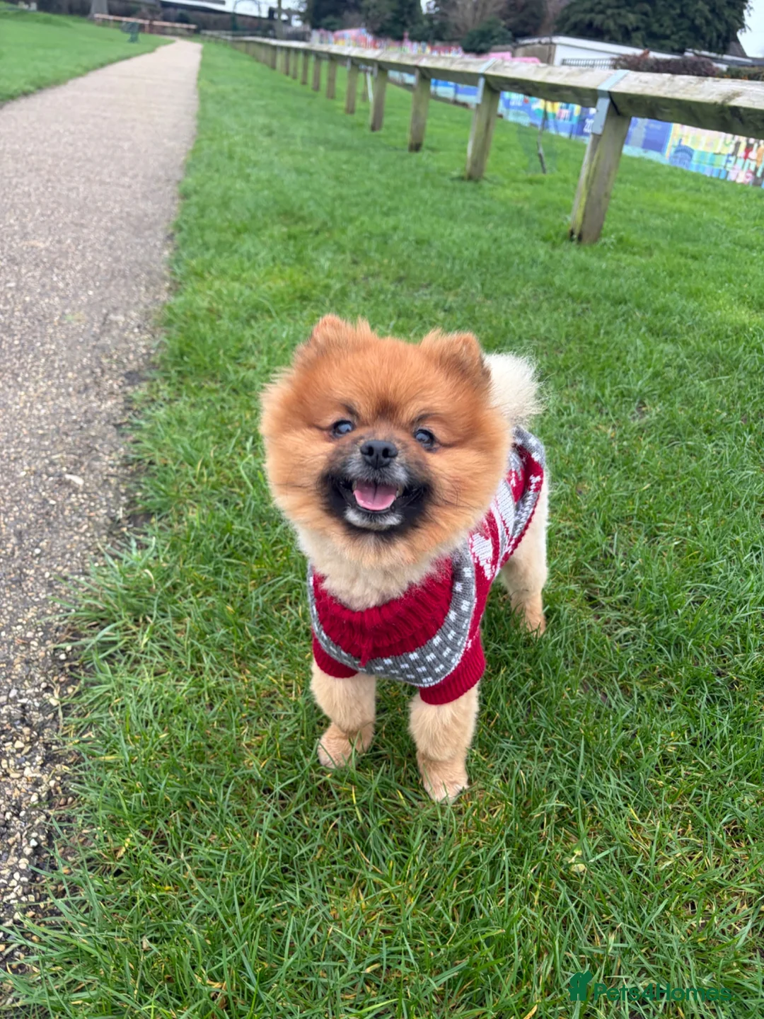 Pomeranian dogs for stud: KC registered Pomeranian Kobi for stud - Advert 2