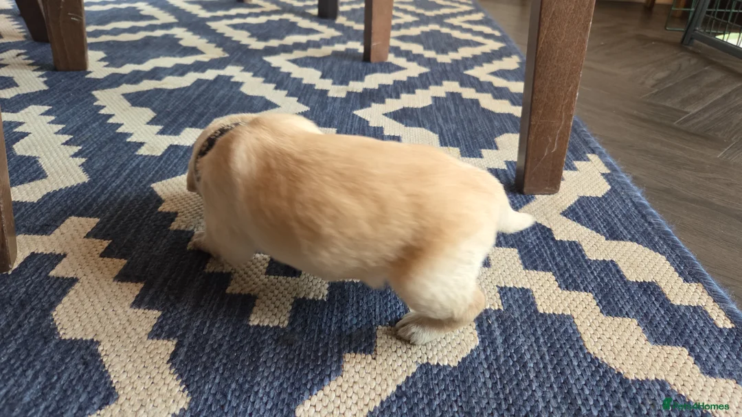 Labradoodle dogs for sale: Labrodoodle Puppies - Advert 25