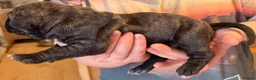 Mixed Breed dogs for sale: Cane Corso - Advert 26