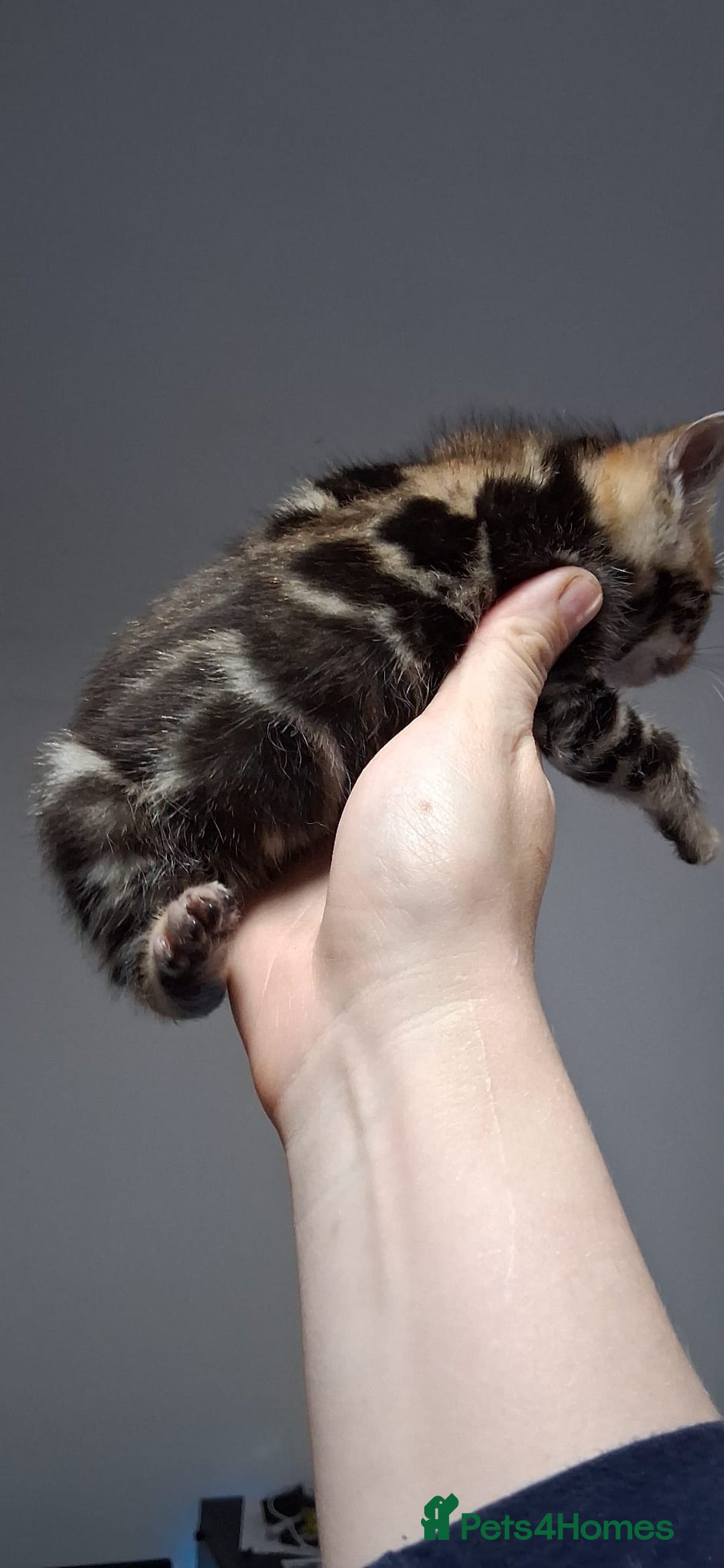 Bengal cats for sale: TICA Brown and Silver Bengal Kittens - Image 1