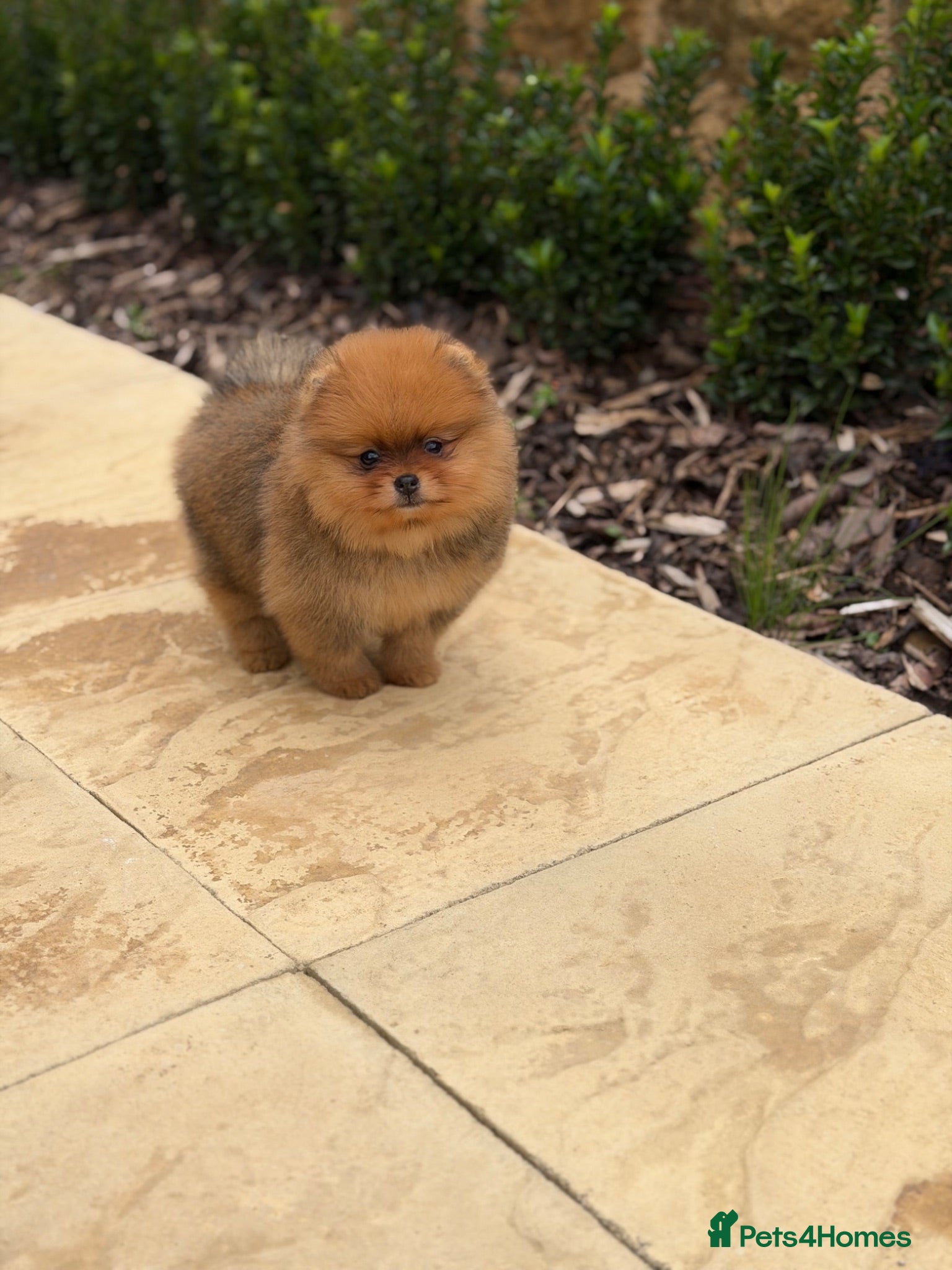 Pomeranian dogs Gorgeous Poms  - Advert 6