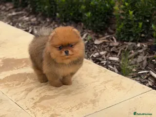 Pomeranian dogs Gorgeous Poms - Advert 6