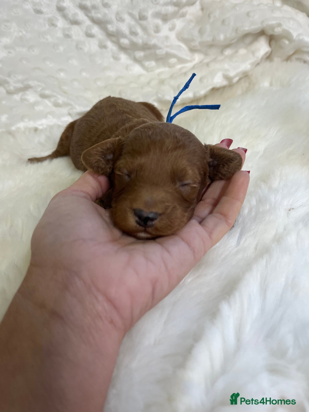 Goldendoodle dogs for sale: multigenerational Australian Golden doubledoodles - Image 5