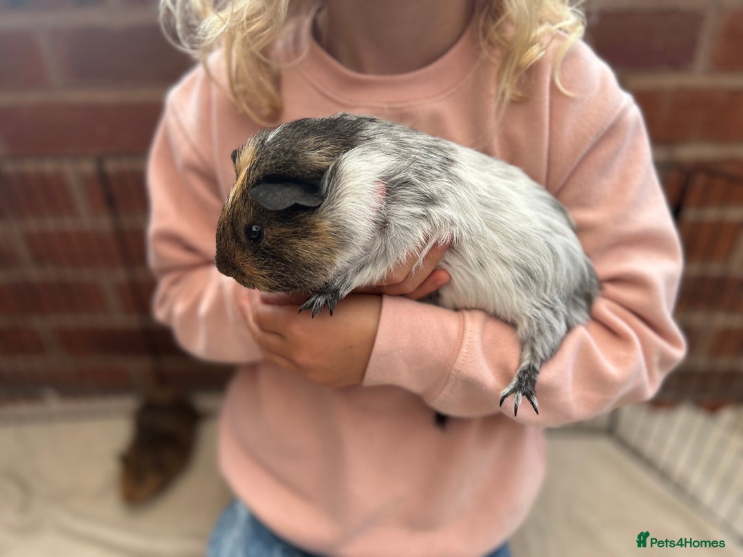 Guinea Pig rodents for sale: Bonded Male Guinea Pigs - Image 7