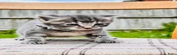 Mixed Breed cats for sale: British Shorthair Dad & Tabby Mom Kittens for Sale - Advert 2