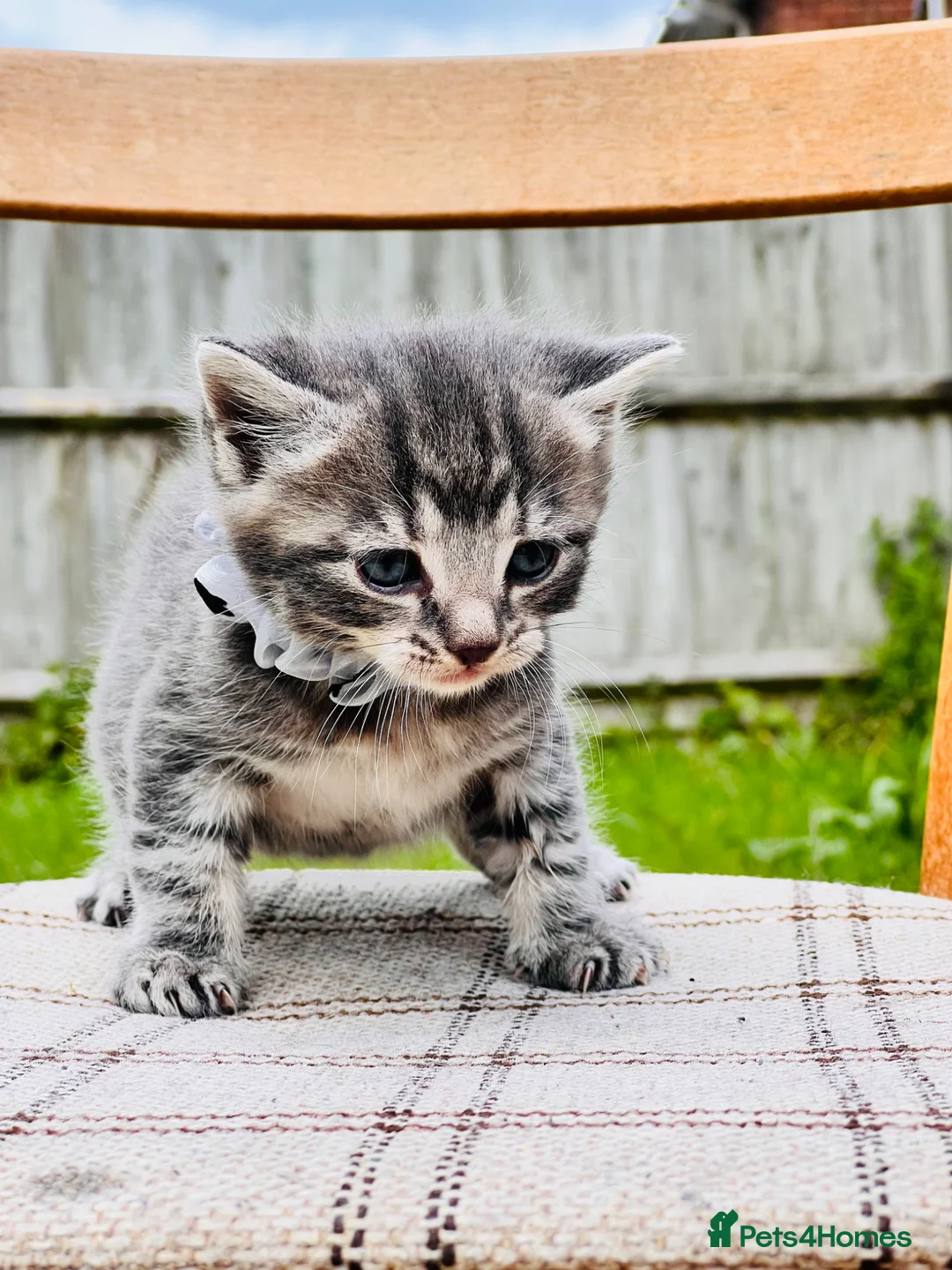Mixed Breed cats for sale: British Shorthair Dad & Tabby Mom Kittens for Sale - Advert 2