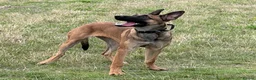 Belgian Shepherd Dog dogs for sale: Mali/dutch Female BRN  - Advert 10