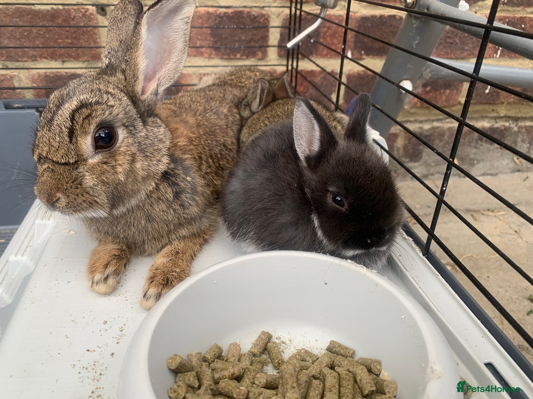 Netherland Dwarf rabbits for sale: Gorgeous Netherland Dwarf Rabbits - Available now - Image 6