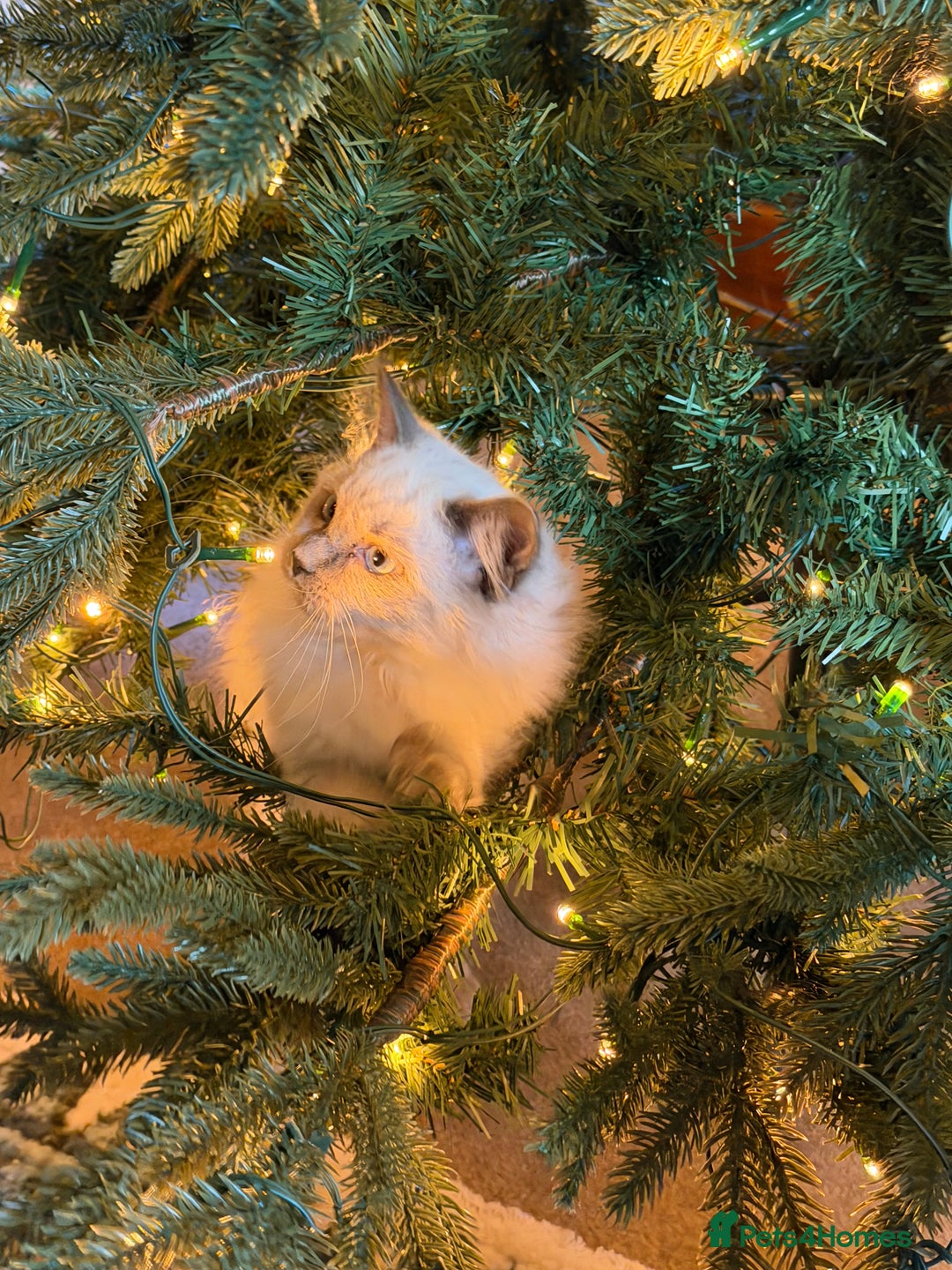 Ragdoll cats for sale: Beautiful ragdoll - Advert 5