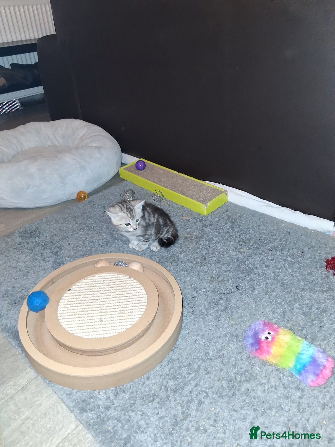 Bengal cats for sale: 1 Bengal boy  1 brown tabby boy - Advert 4