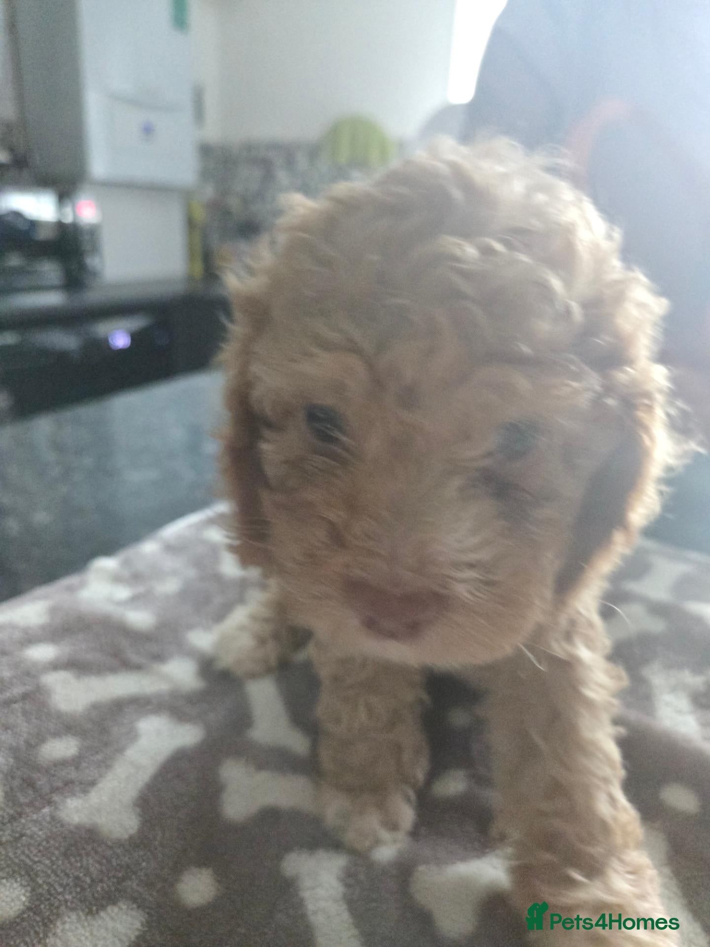 Cockapoo dogs American cockapoo puppies - Advert 15