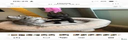 Bengal cats for sale: 9 weeks old bengal kitens - Advert 12
