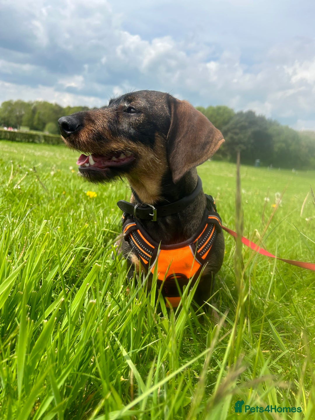 Dachshund dogs for sale:  2 Adorable Wire haired Dachshund male puppie - Advert 2