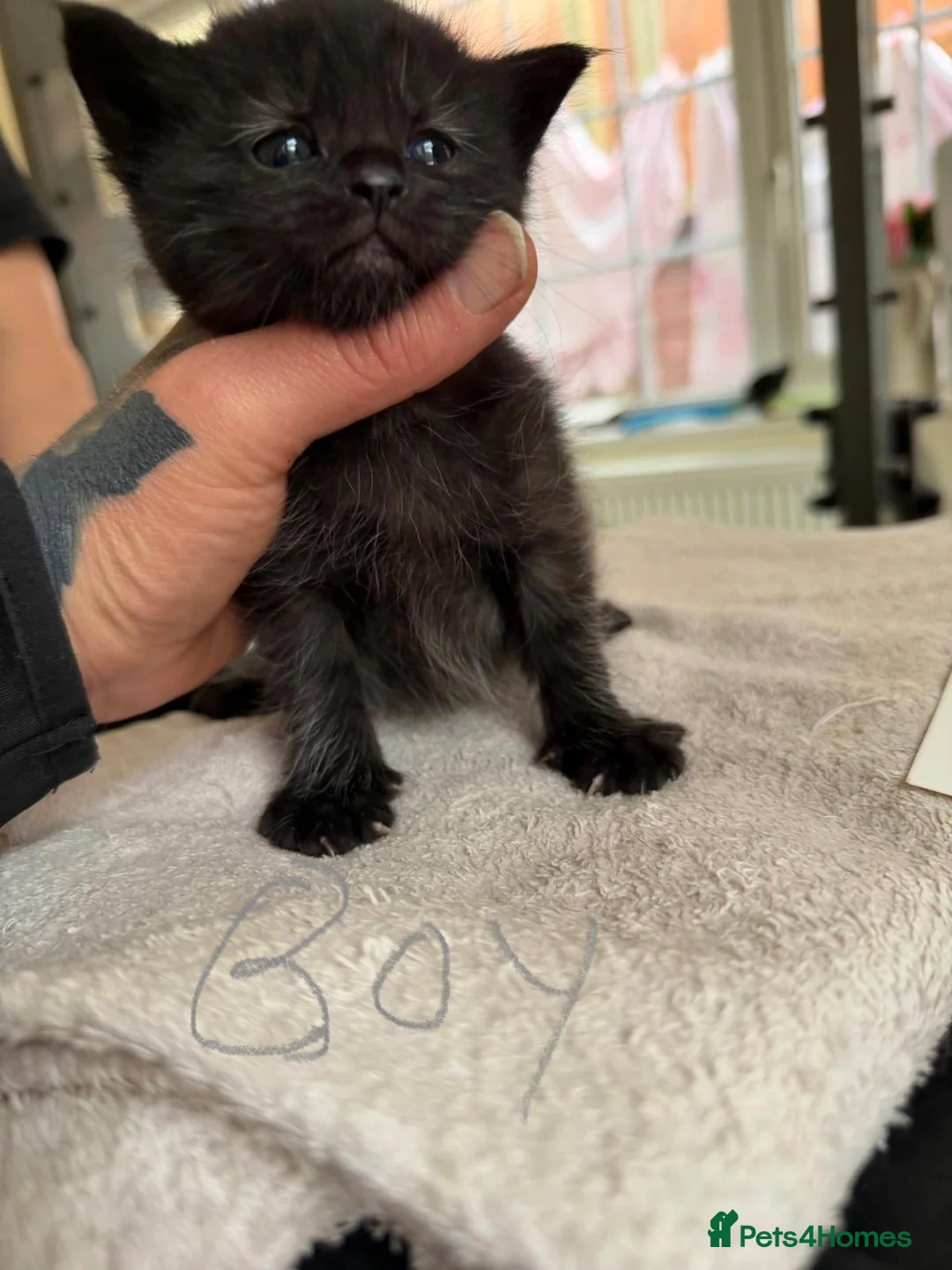 Maine Coon cats for sale: Maine coon mixed kittens - Advert 12