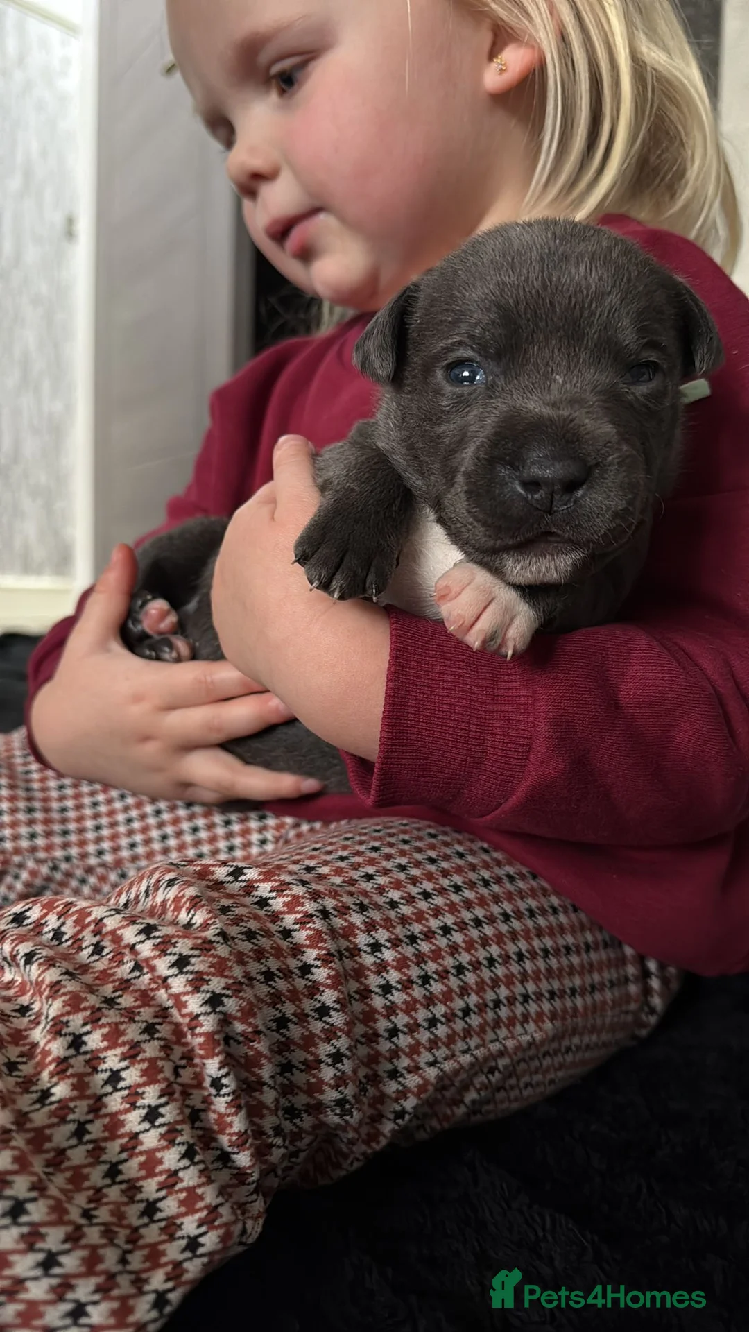 Staffordshire Bull Terrier dogs for sale: Handsome buster  - Advert 10