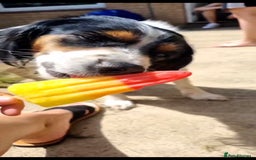 Mixed Breed dogs for sale: 2 female older dogs  - Image 5