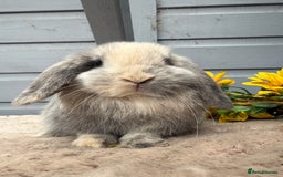 Mini Lop rabbits for sale: Stunning mini lop rabbits - Image 6