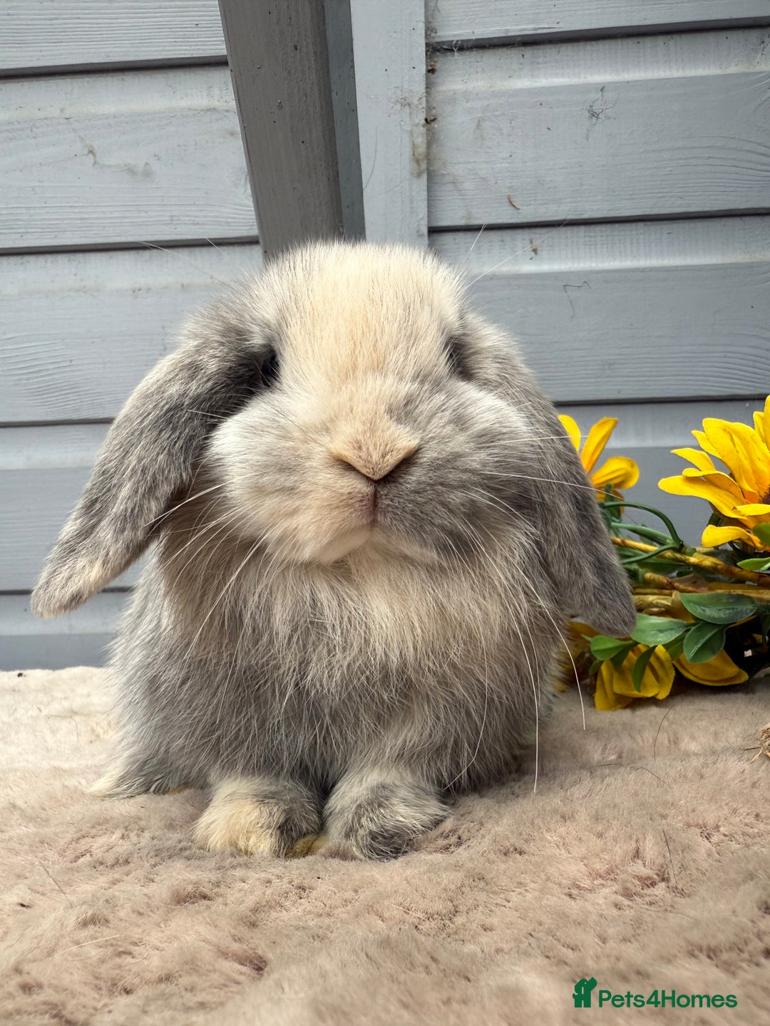 Mini Lop rabbits for sale: Stunning mini lop rabbits - Image 6