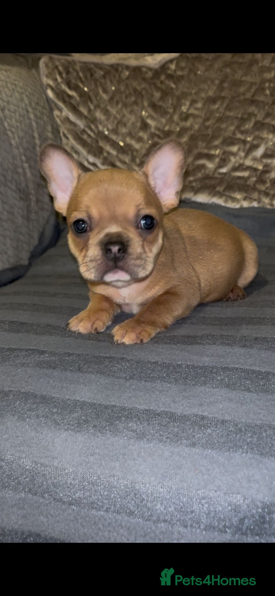 French Bulldog dogs for sale: Puppy frenchies - Advert 12
