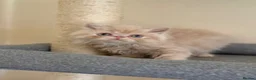 Persian cats for sale: GCCF registered cream Persians 💙 - Advert 12