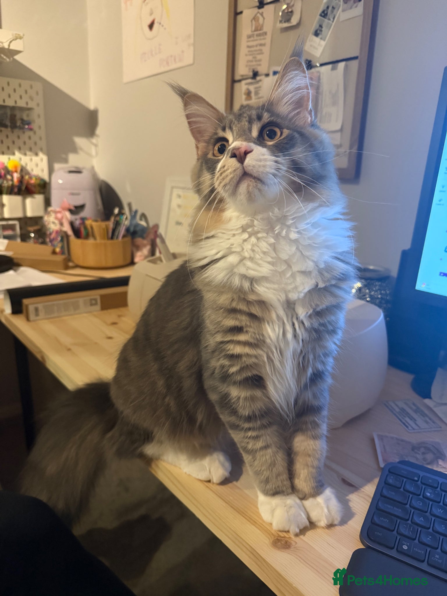 Maine Coon cats 10month Champion blood Mainecoon boy (Active TICA) - Advert 12