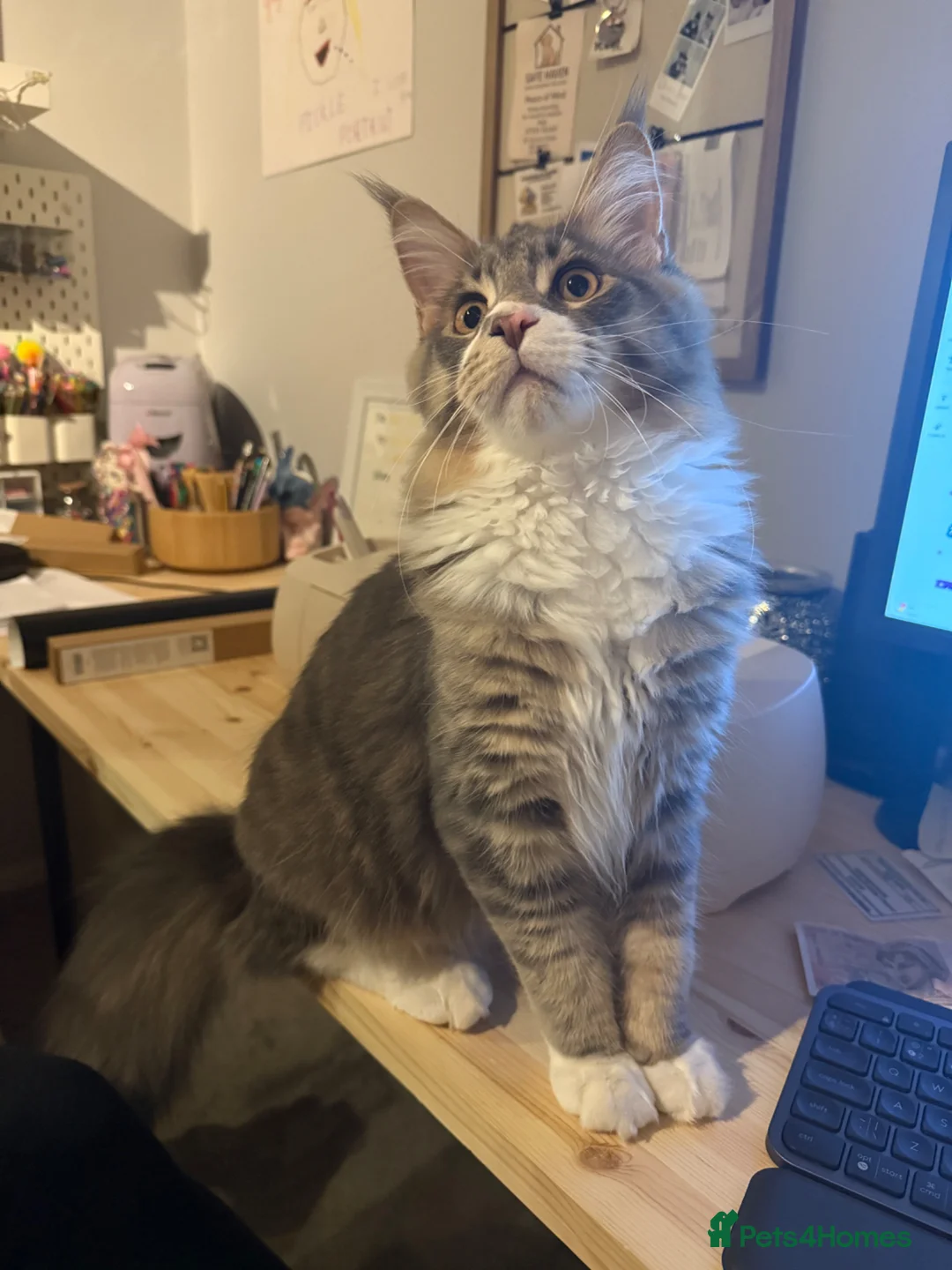 Maine Coon cats for sale: 10month Champion blood Mainecoon boy (Active TICA) in Nuneaton - Advert 6