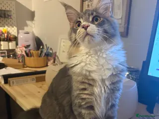 Maine Coon cats 10month Champion blood Mainecoon boy (Active TICA) - Advert 12