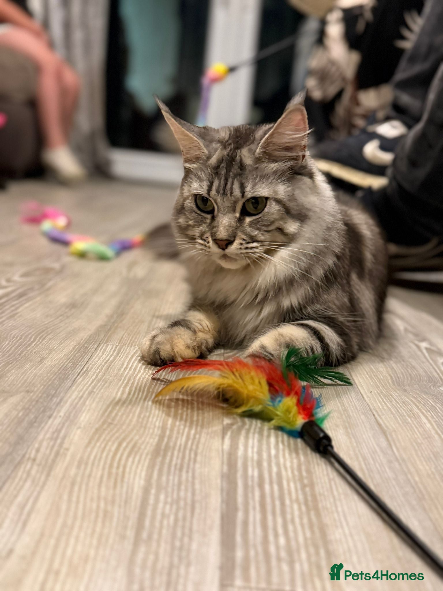 Maine Coon cats GCCF Silver torbie - Advert 1