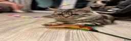 Maine Coon cats for sale: GCCF Silver torbie - Advert 1