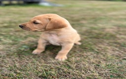 Labrador Retriever dogs for sale: Labrador retriever puppies - Image 8