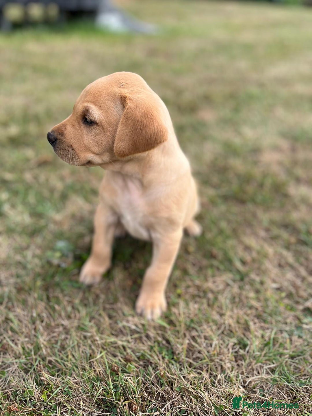Labrador Retriever dogs for sale: Labrador retriever puppies - Image 8
