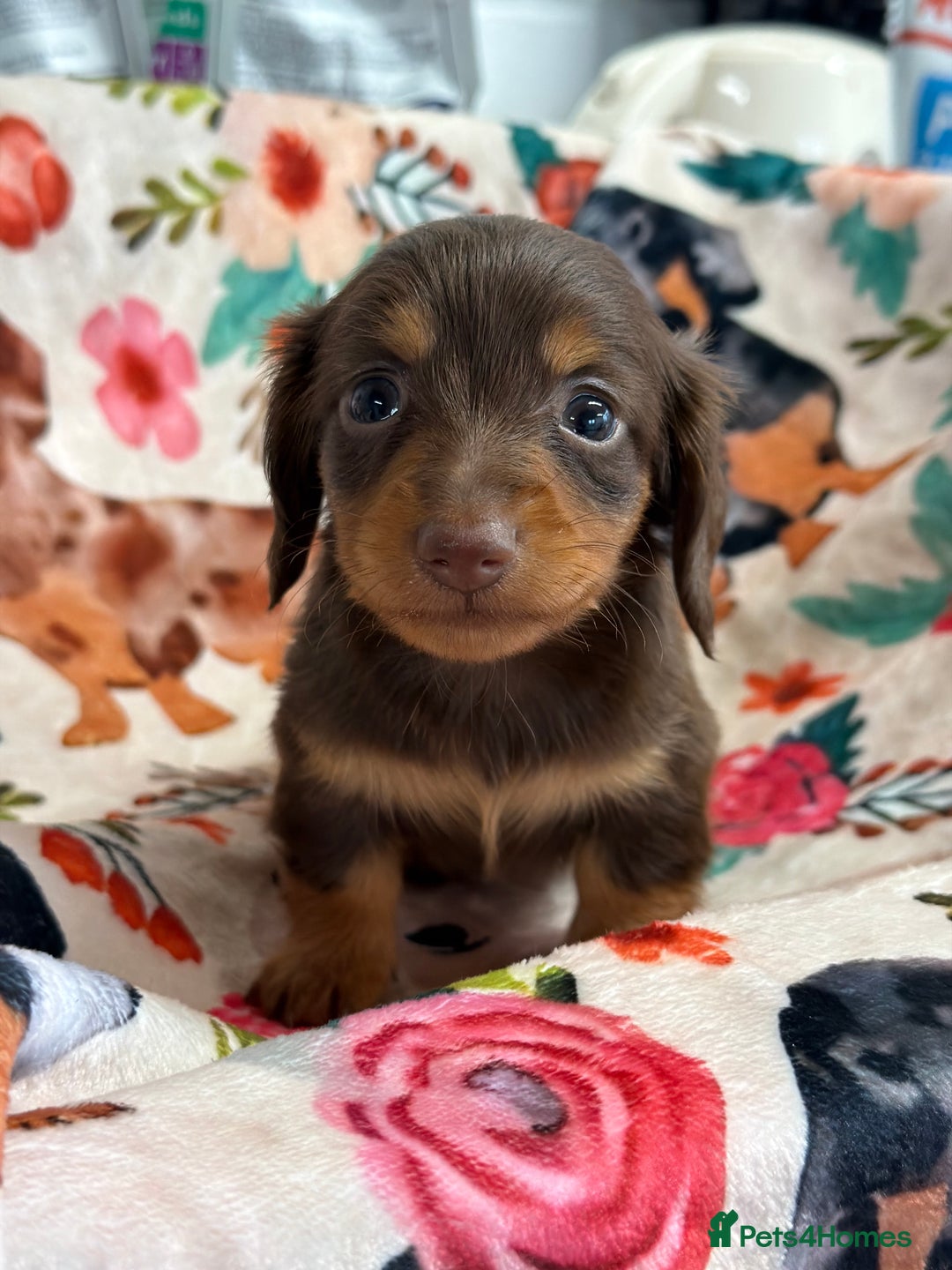 Miniature Dachshund dogs for sale: 2 left Long haired mini dachshund pups  - Advert 26