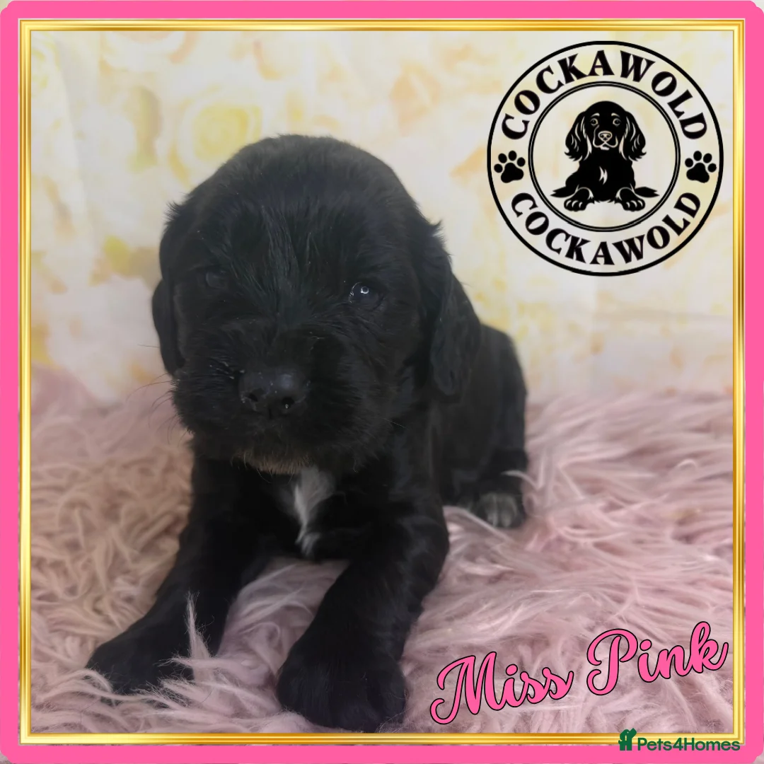 Cocker Spaniel dogs for sale: 🖤 Quality Black RKC Cockers 🖤 Ready Mid March 🖤 - Advert 7