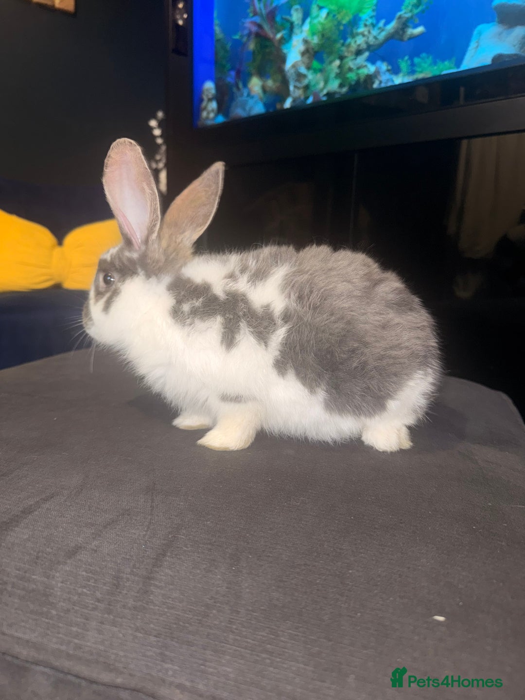 English Lop rabbits for sale: Baby bambi bunny  - Advert 6