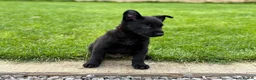 Belgian Shepherd Dog dogs for sale: EXCEPTIONAL WORKING LINE SHEPHERDS! - Advert 15