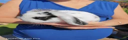 Mini Lop rabbits for sale: Pure Bred Mini Lop - Advert 10