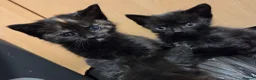 Domestic Shorthair cats for sale: 5 Beautiful female kittens for sale  - Advert 5