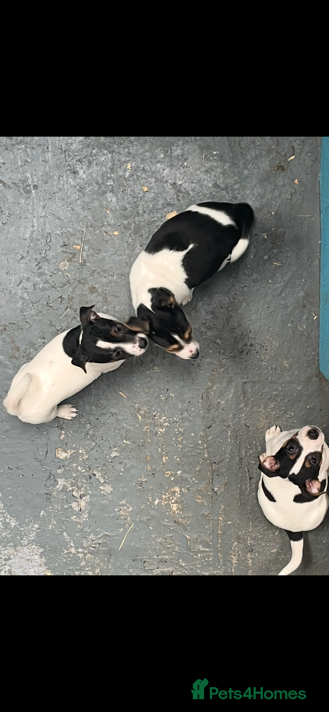 Jack Russell dogs for sale: Pure Jack Russell Puppies for sale  - Image 11