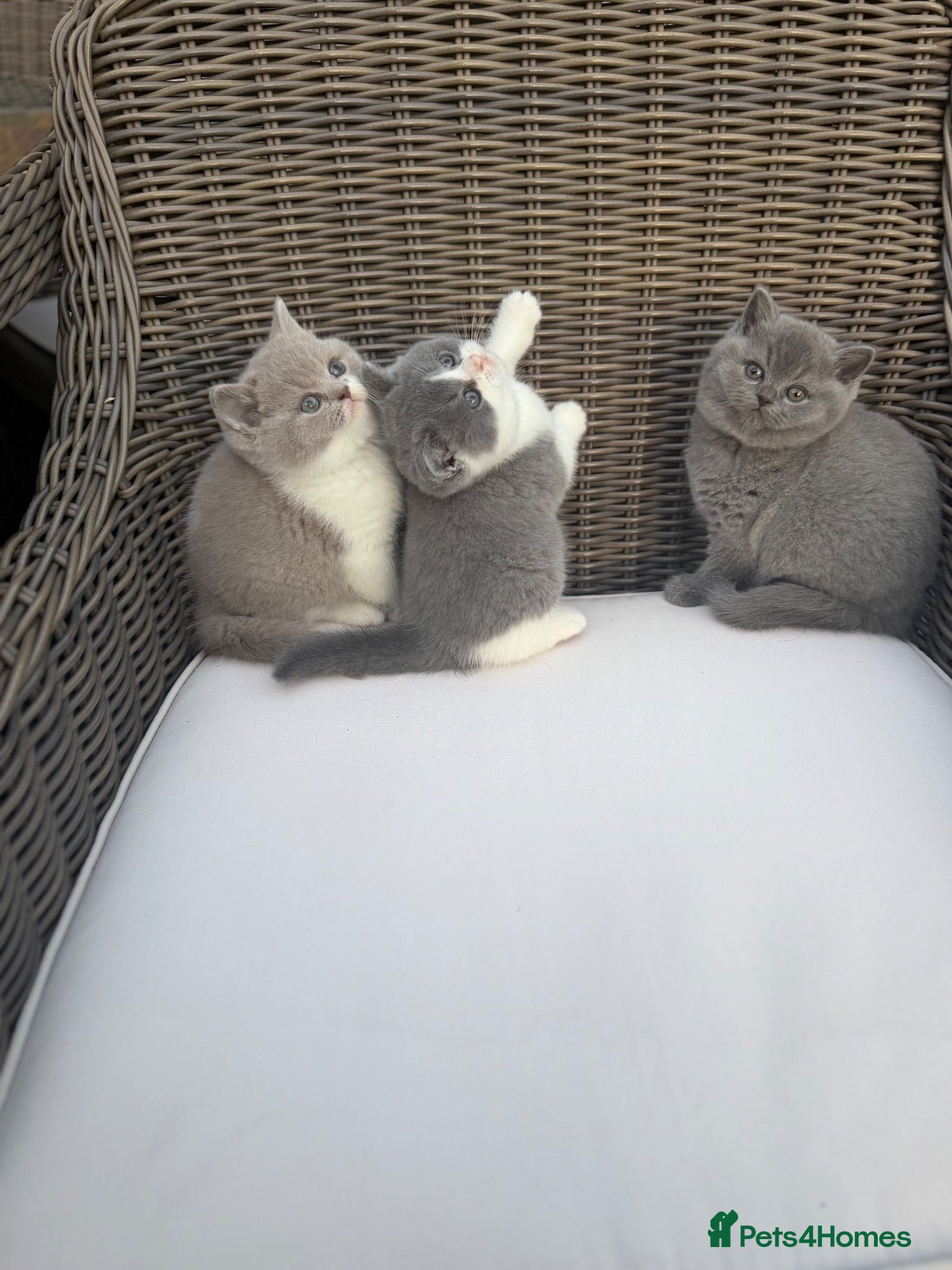 British Shorthair cats FULL PEDIGREE REGISTERED BSH  - Advert 1