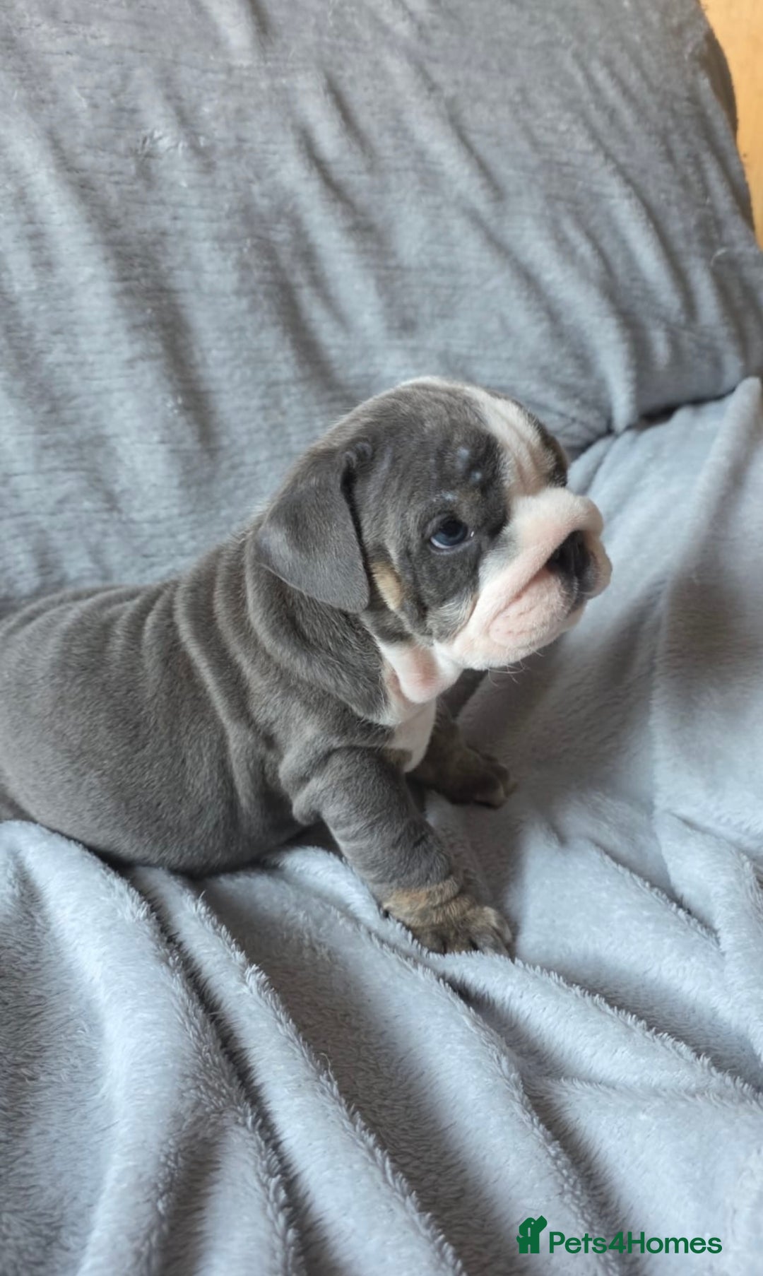 English Bulldog dogs for sale: 3 English bulldog boys  - Image 4