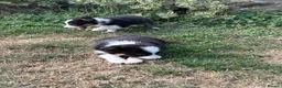 Border Collie dogs for sale: Beautiful Tri Border Collies looking for 5⭐️ homes - Advert 5