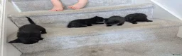 British Shorthair cats for sale: 4 black kittens  in Llanerchymedd - Advert 2