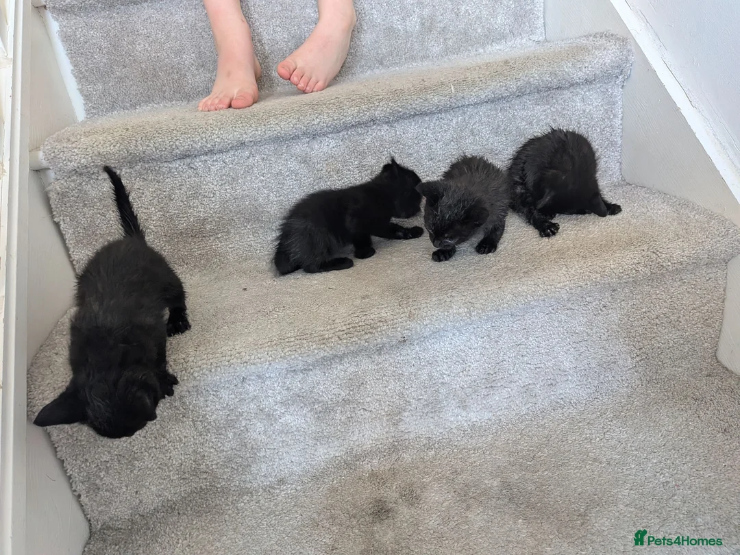 British Shorthair cats for sale: 4 black kittens  in Llanerchymedd - Advert 2