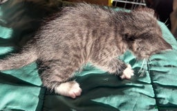 Savannah cats for sale: Beautiful 50% Savannah Kittens  - Advert 3