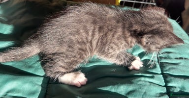 Savannah cats Beautiful 50% Savannah Kittens  - Advert 4