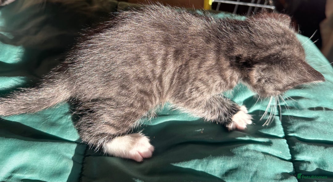 Savannah cats for sale: Beautiful 50% Savannah Kittens  - Advert 3