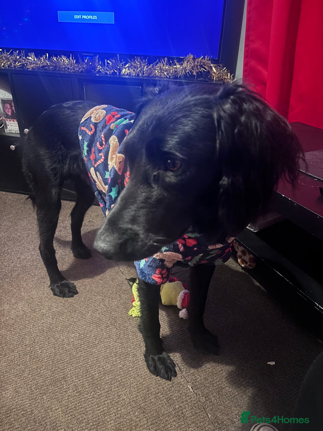 Mixed Breed dogs for sale: Male saluki/labradoor for rehoming  - Advert 1